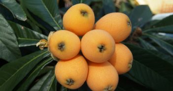 Nísperos – Alimento del mes
