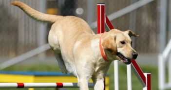 Deportes para practicar con nuestro perro deporte para perros