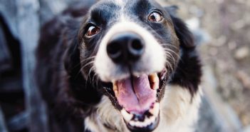 Cómo cuidar los dientes de nuestro perro cuidar los dientes de perro