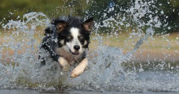 Consejos para proteger nuestra mascota del calor Consejos para proteger nuestra mascota del calor
