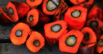 El aceite de palma: cuáles son sus efectos para la salud aceite de palma