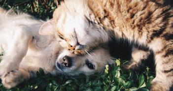 Consejos para cuidar el pelo de nuestras mascotas cuidado pelo mascotas