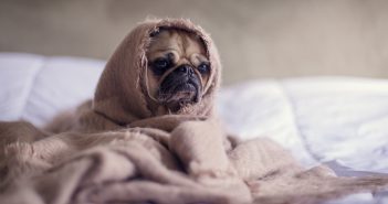 6 consejos para proteger a nuestras mascotas del frío y evitar que se resfríen proteger a nuestras mascotas del frío