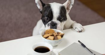7 beneficios de la dieta BARF para nuestras mascotas dieta BARF