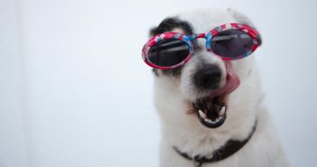 Conjuntivitis en mascotas. Por qué surge y cómo tratarla conjuntivitis