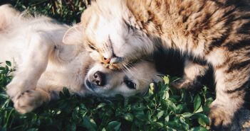 ¿Por qué el chocolate es dañino para nuestras mascotas? chocolate y mascotas