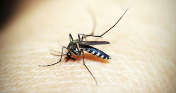 Consejos para prevenir las picaduras de los mosquitos prevenir picaduras de mosquitos