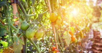 Diferencias entre biológico, orgánico y ecológico Diferencias entre biológico orgánico y ecológico