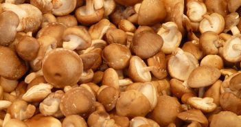 Alimento del mes: Setas shiitake setas shiitake