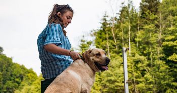 El embarazo psicológico en perros embarazo psicológico perros