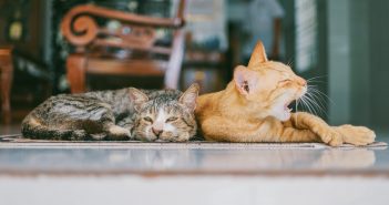 Los peligros de la panleucopenia felina. Una grave enfermedad panleucopenia felina