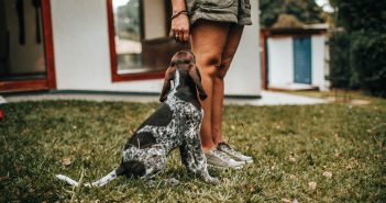 Infecciones que pueden transmitirnos nuestras mascotas Infecciones que transmiten las mascotas