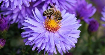 El alimento del mes: Cinco beneficios del polen de abeja polen