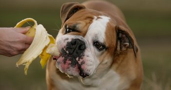 Alimentación para perros en verano Alimentación para perros en verano