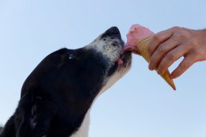 Alimentación para perros en verano