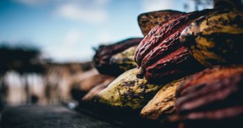 Alimento del mes: el cacao cacao