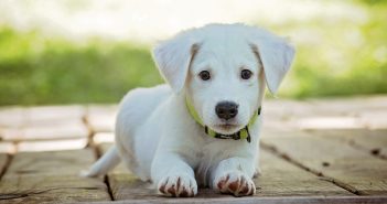 Parvovirosis canina: ¿qué es? Síntomas y tratamiento Parvovirosis canina
