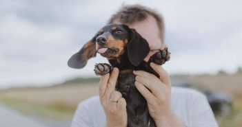 Así debemos comenzar a educar a un cachorro educar a un cachorro