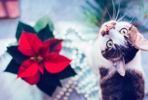 plantas navideñas tóxicas para los gatos
