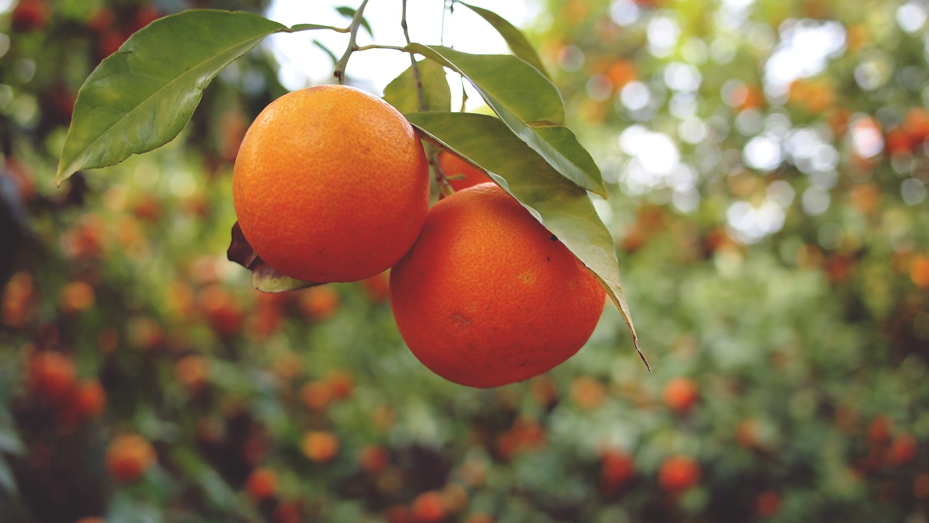 Naranjas