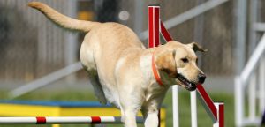 deporte para perros