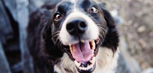 cuidar los dientes de perro