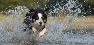 Consejos para proteger nuestra mascota del calor