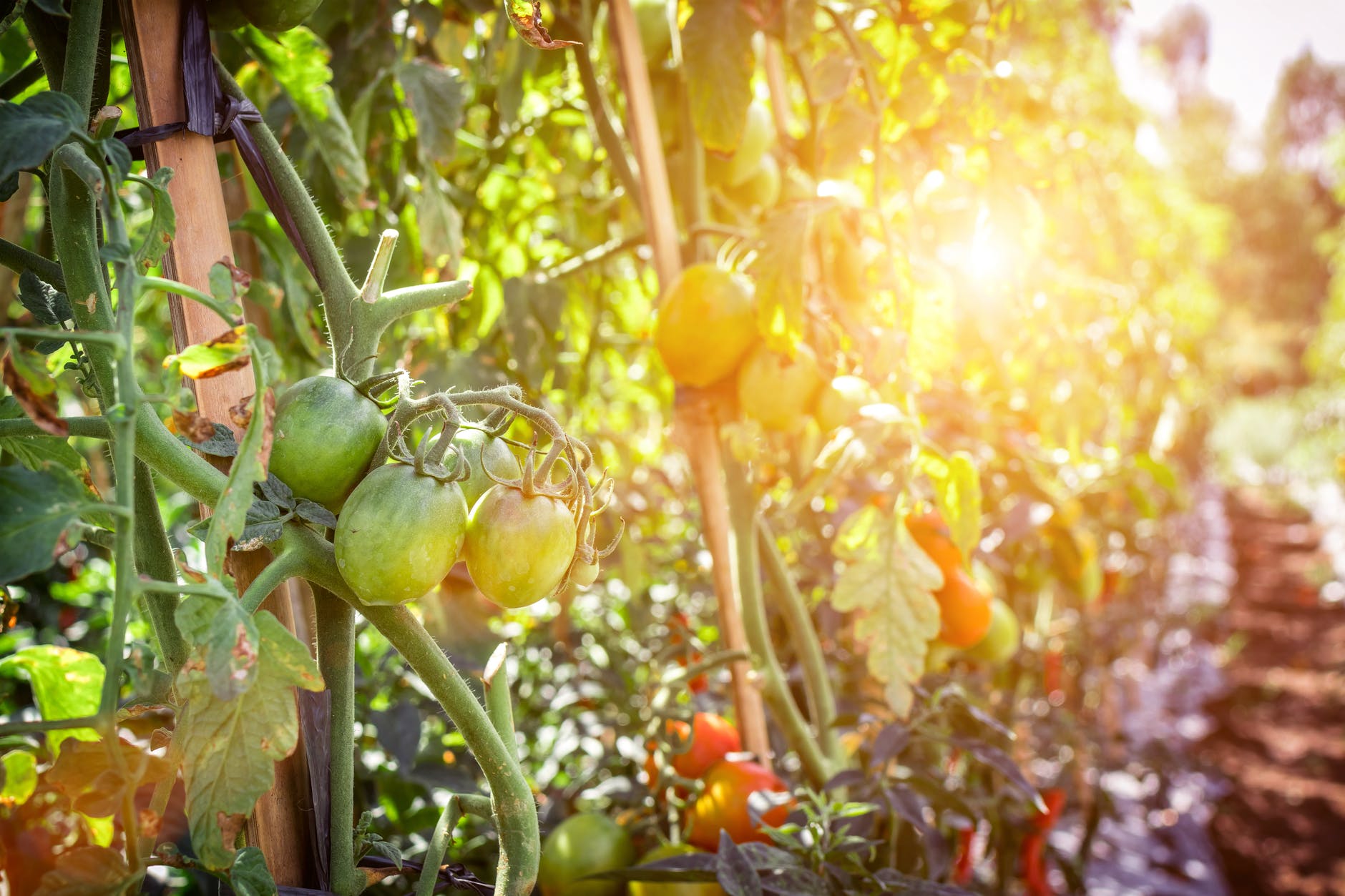 Diferencias entre biológico orgánico y ecológico