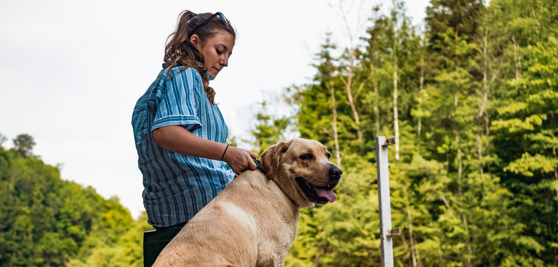 embarazo psicológico perros