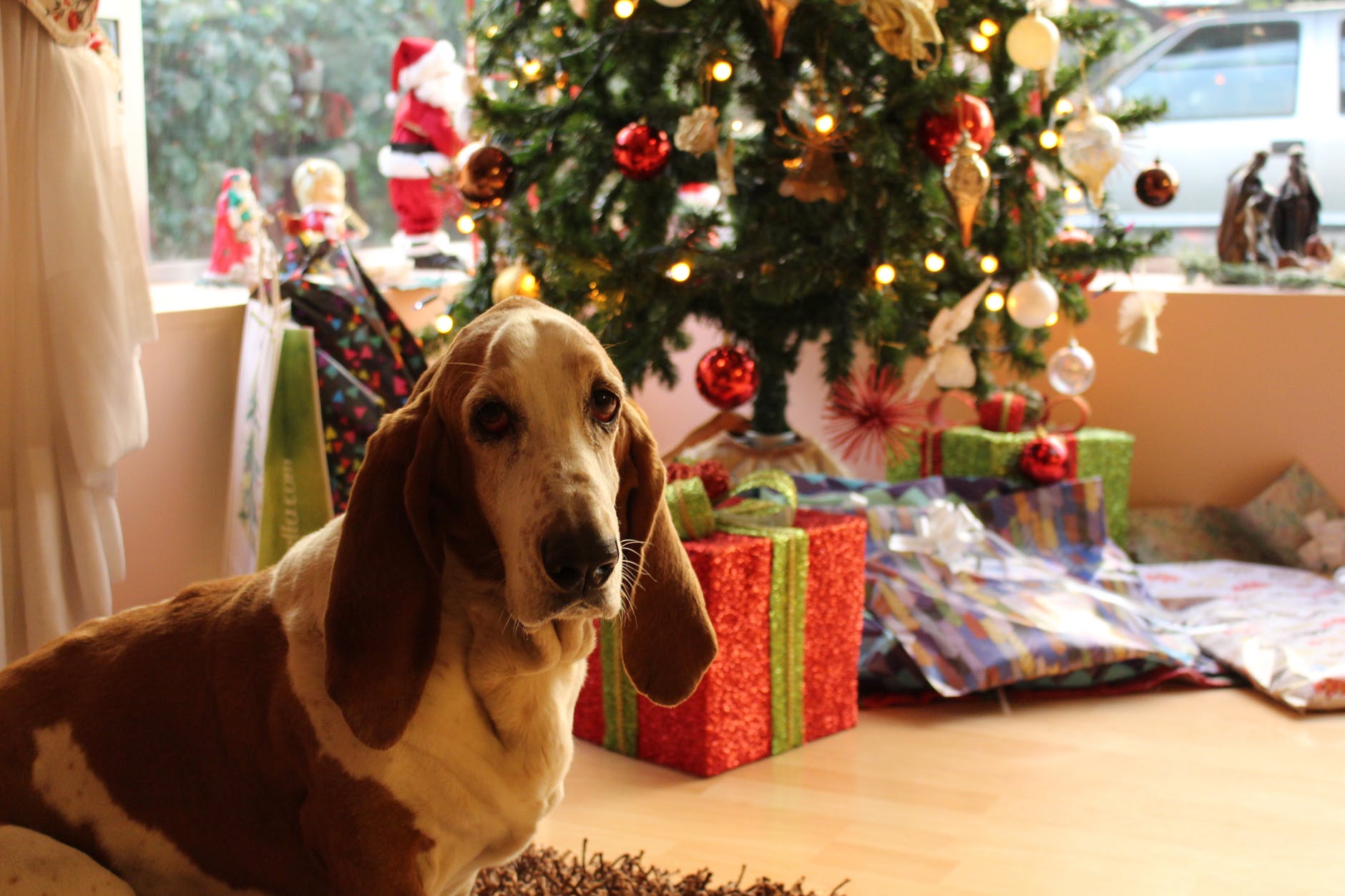 mascotas en navidad