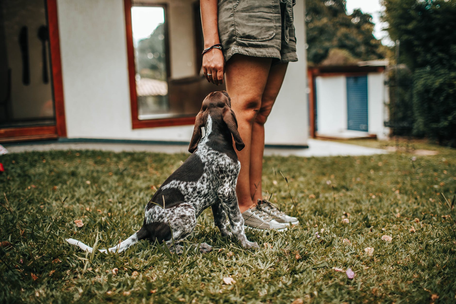 Infecciones que transmiten las mascotas