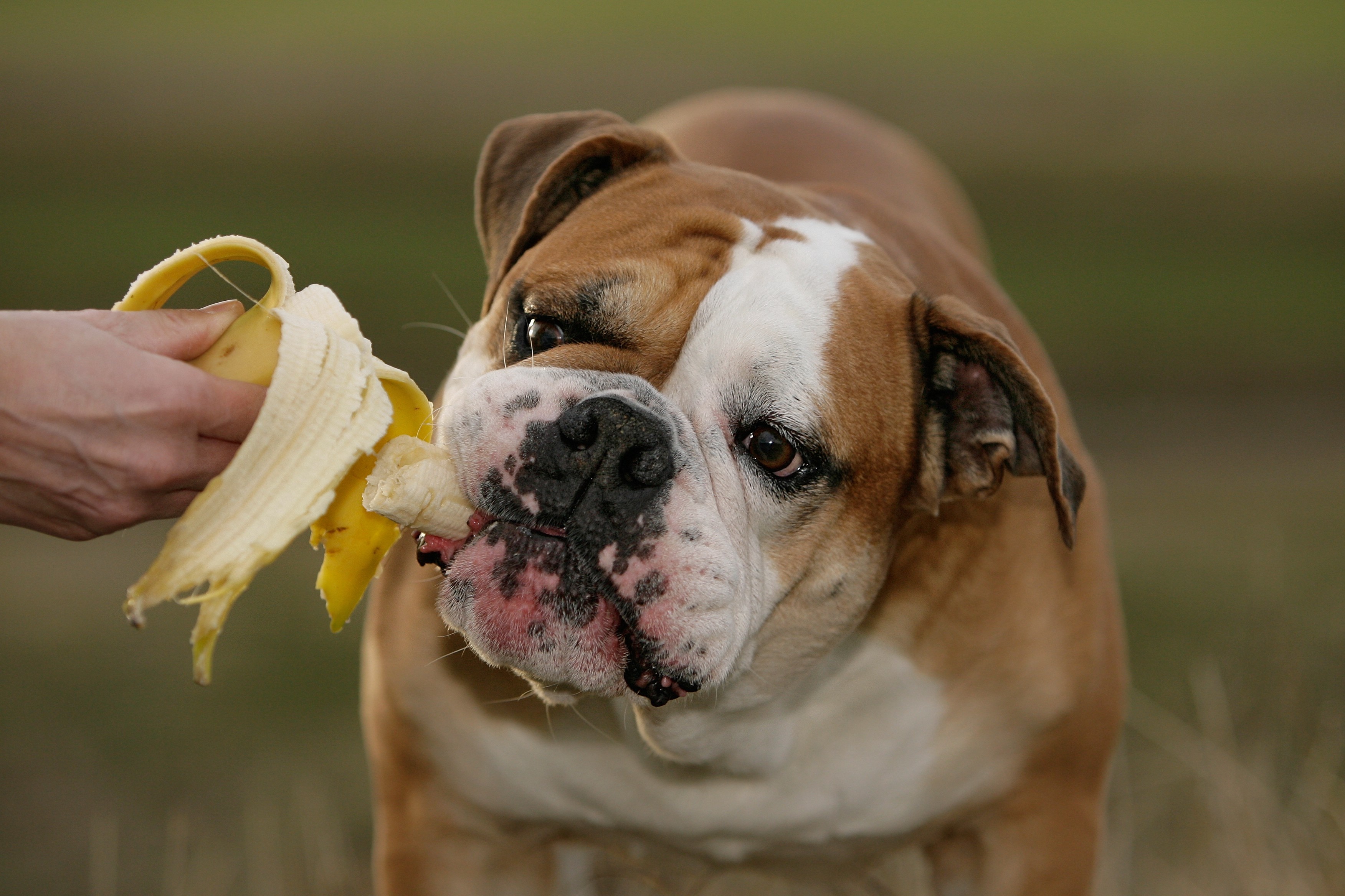 Alimentación para perros en verano