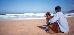 cómo proteger a tus mascotas del calor