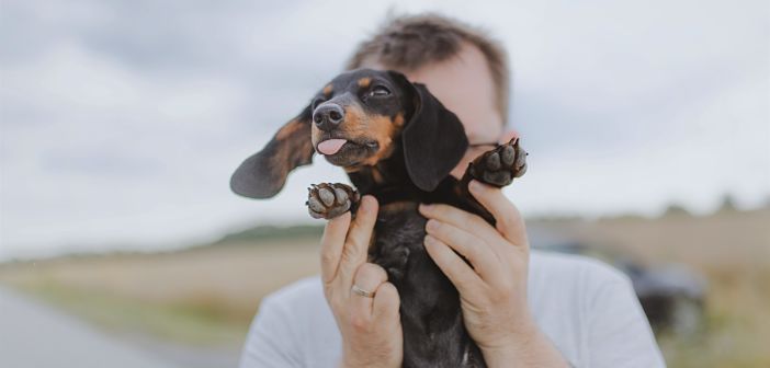 educar a un cachorro