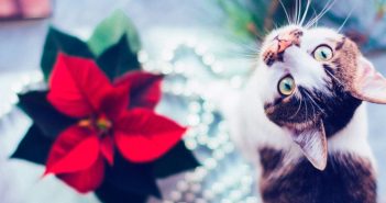 plantas navideñas tóxicas para los gatos