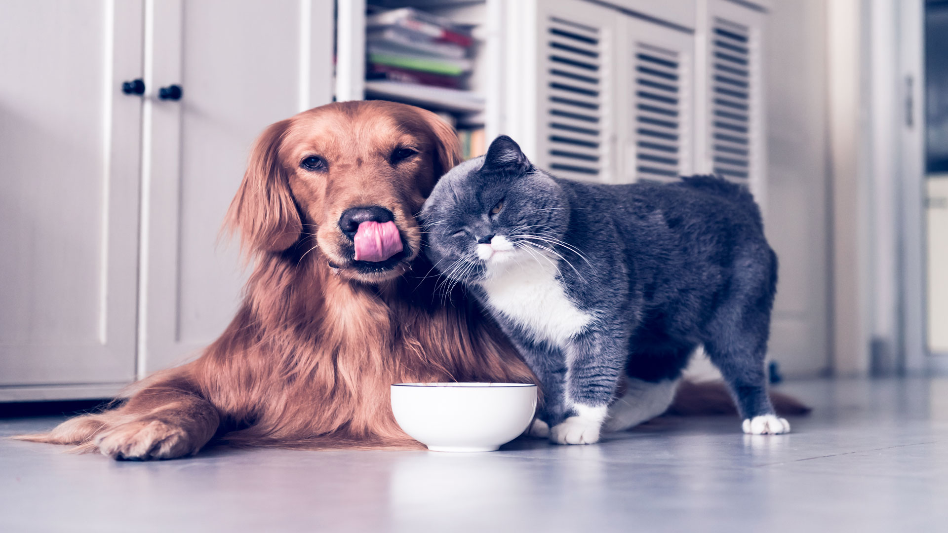Alergias en perros y gatos