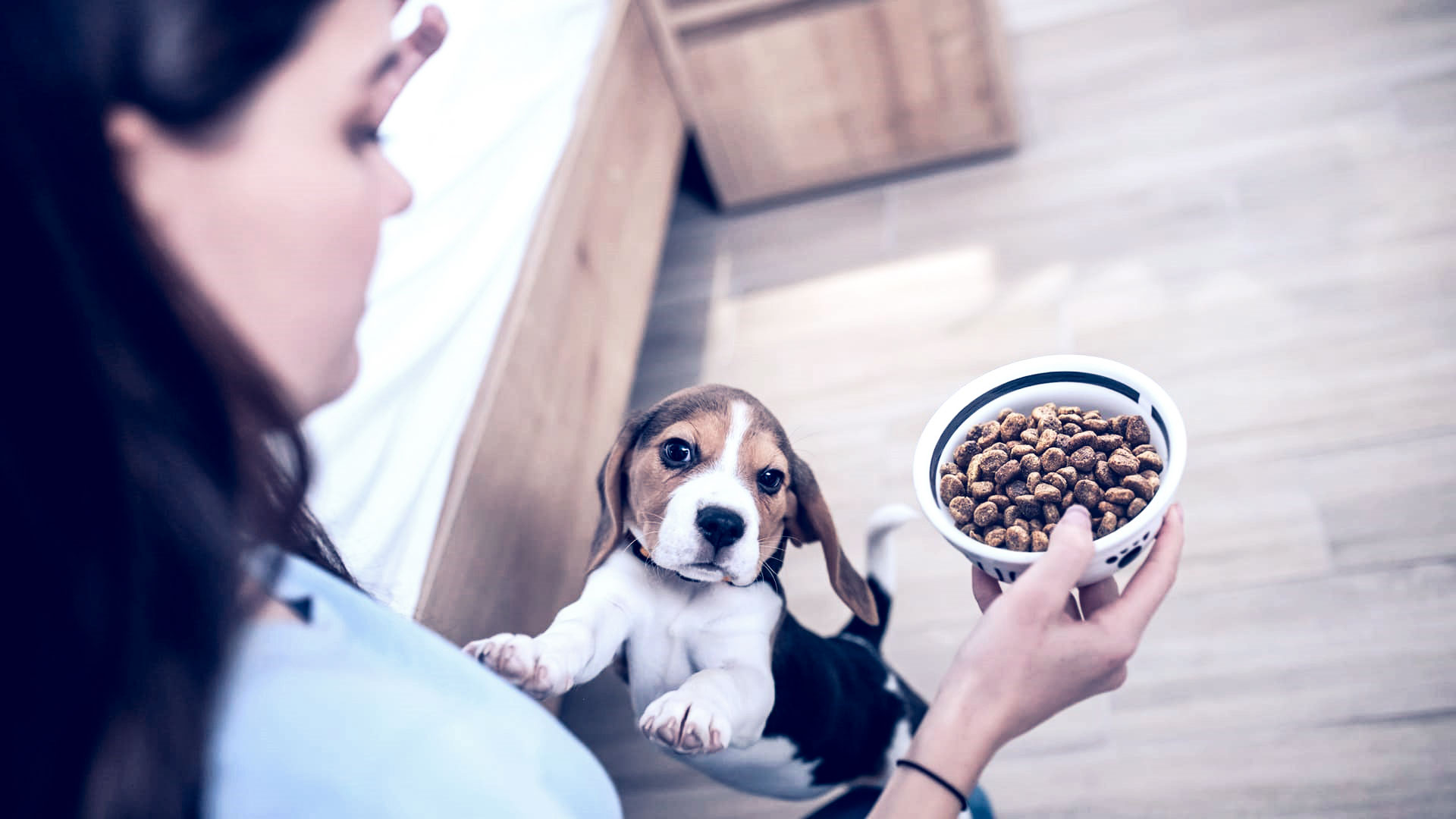 Alimentos-que-no-debemos-dar-a-nuestro-perro