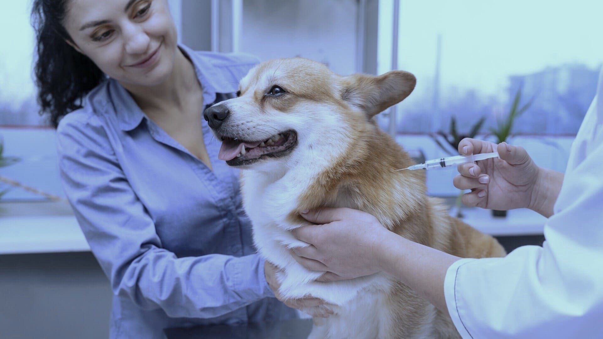 Vacunación para perros y gatos