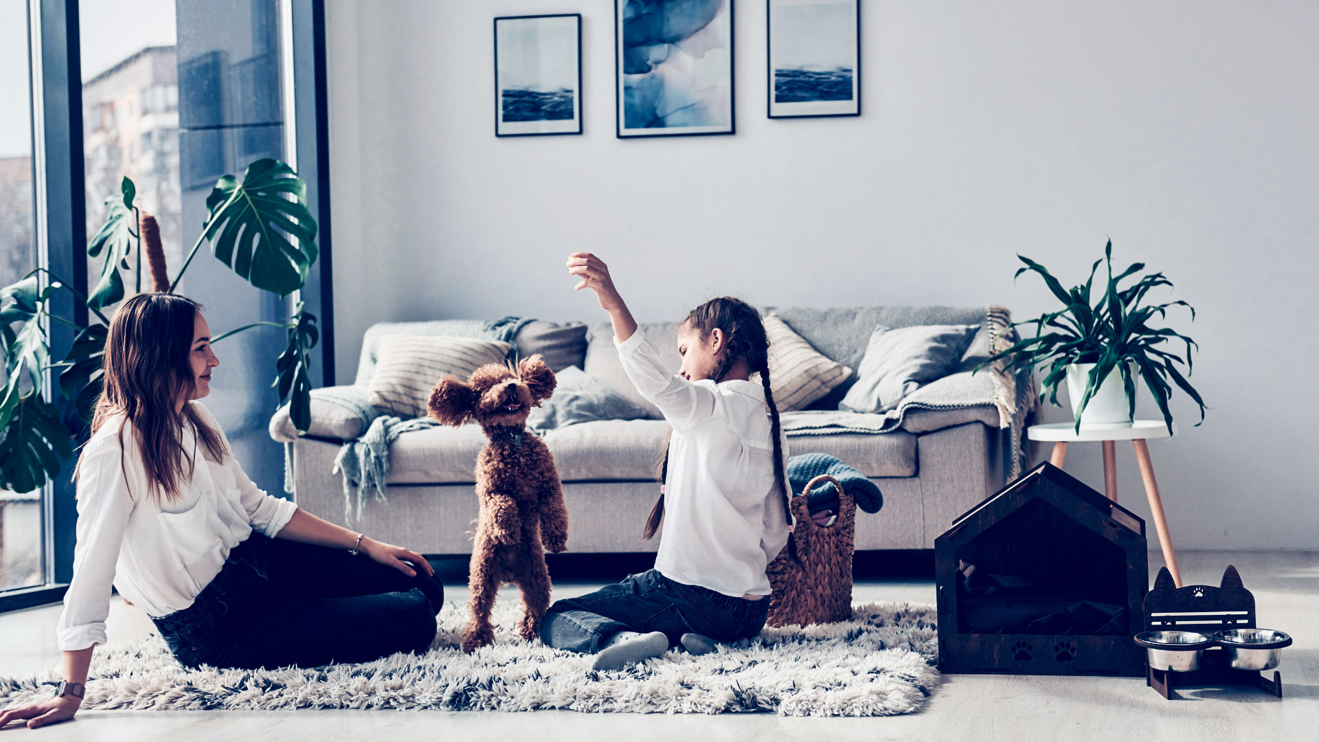 esterilizar a las mascotas